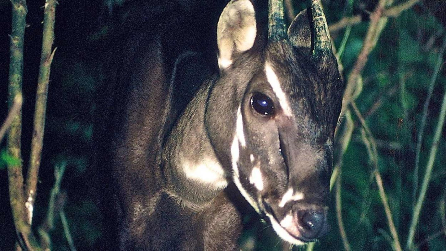 Poder fotografiar al Saola es una tarea complicada