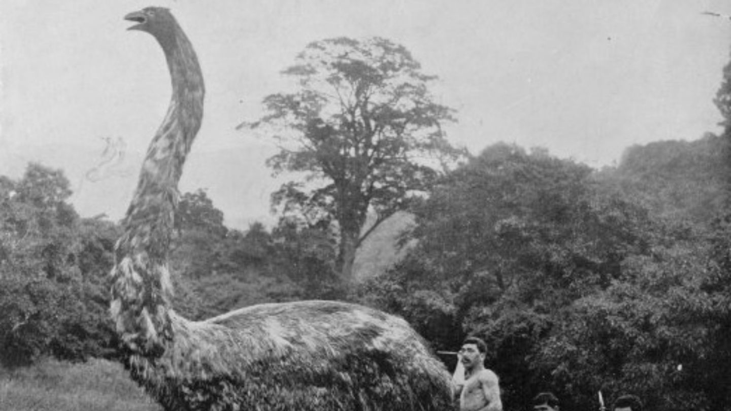 Reconstrucción de una moa en el siglo XX