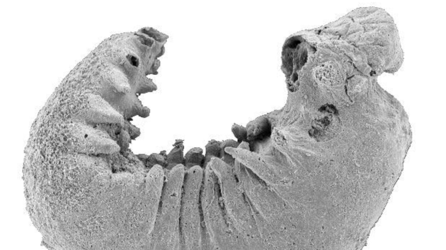 Reconstrucción en 3D de la larva fosilizada que ha sido analizada