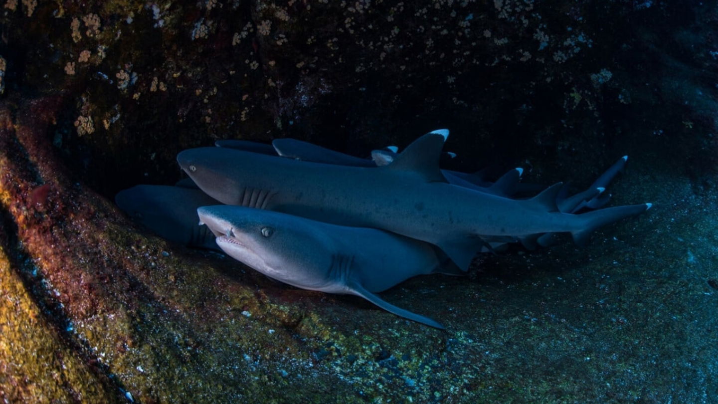 Así duermen algunos tiburones