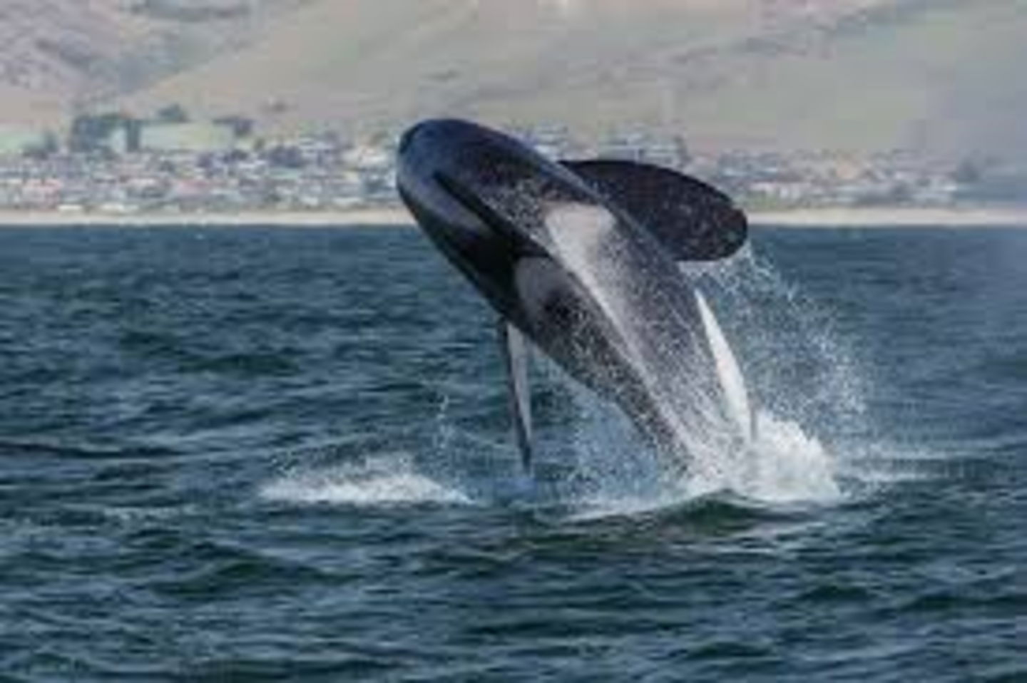 Dónde hay orcas en España y cuántos ataques se producen cada año 1