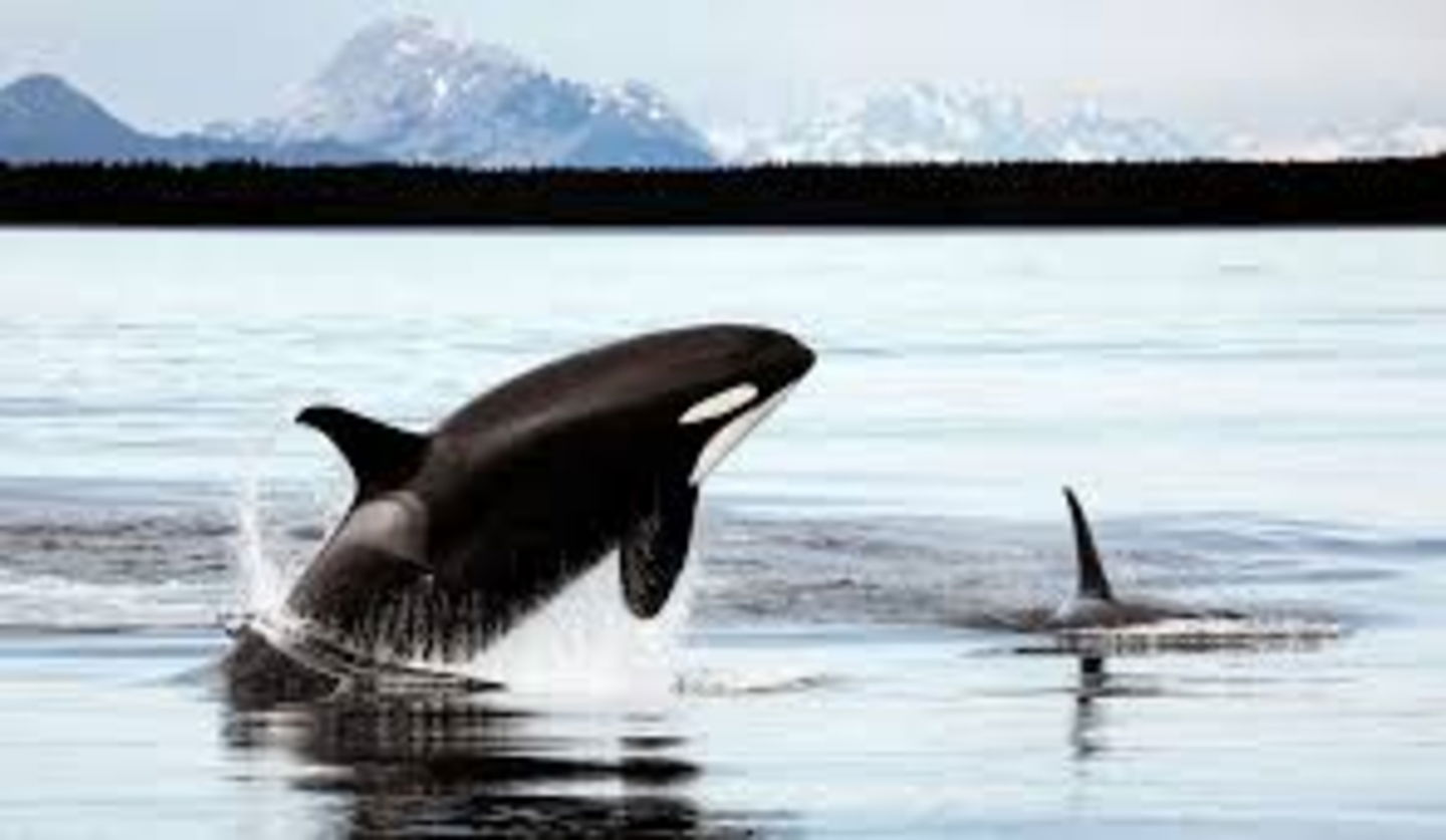 Dónde hay orcas en España y cuántos ataques se producen cada año 2