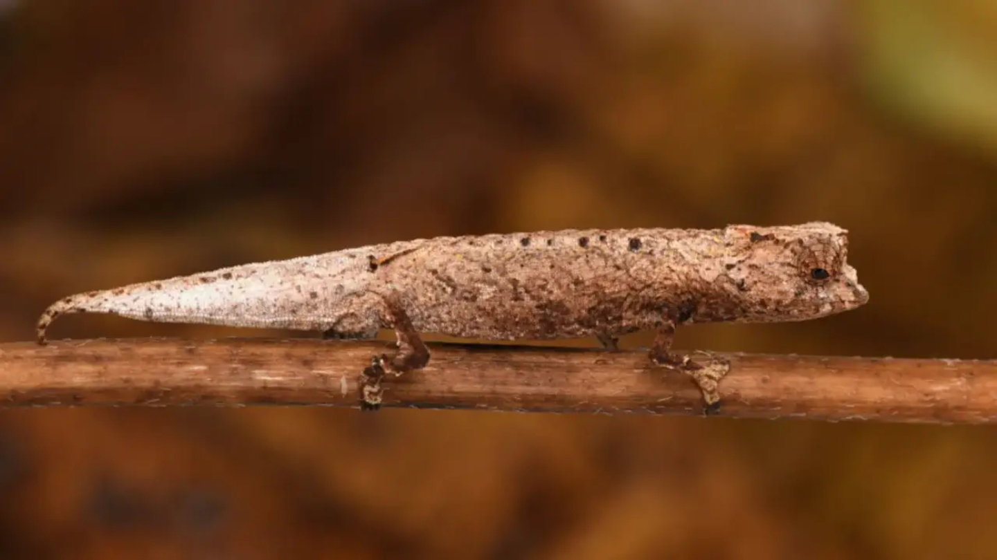 Imagen de archivo del Brookesia nofy