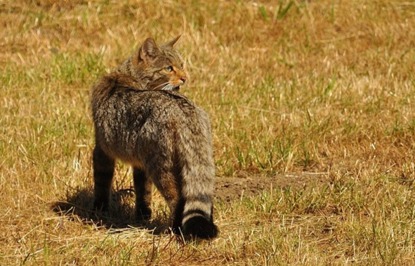 Instalan cientos de cámaras para seguir a este animal gaditano y el resultado es una catástrofe natural