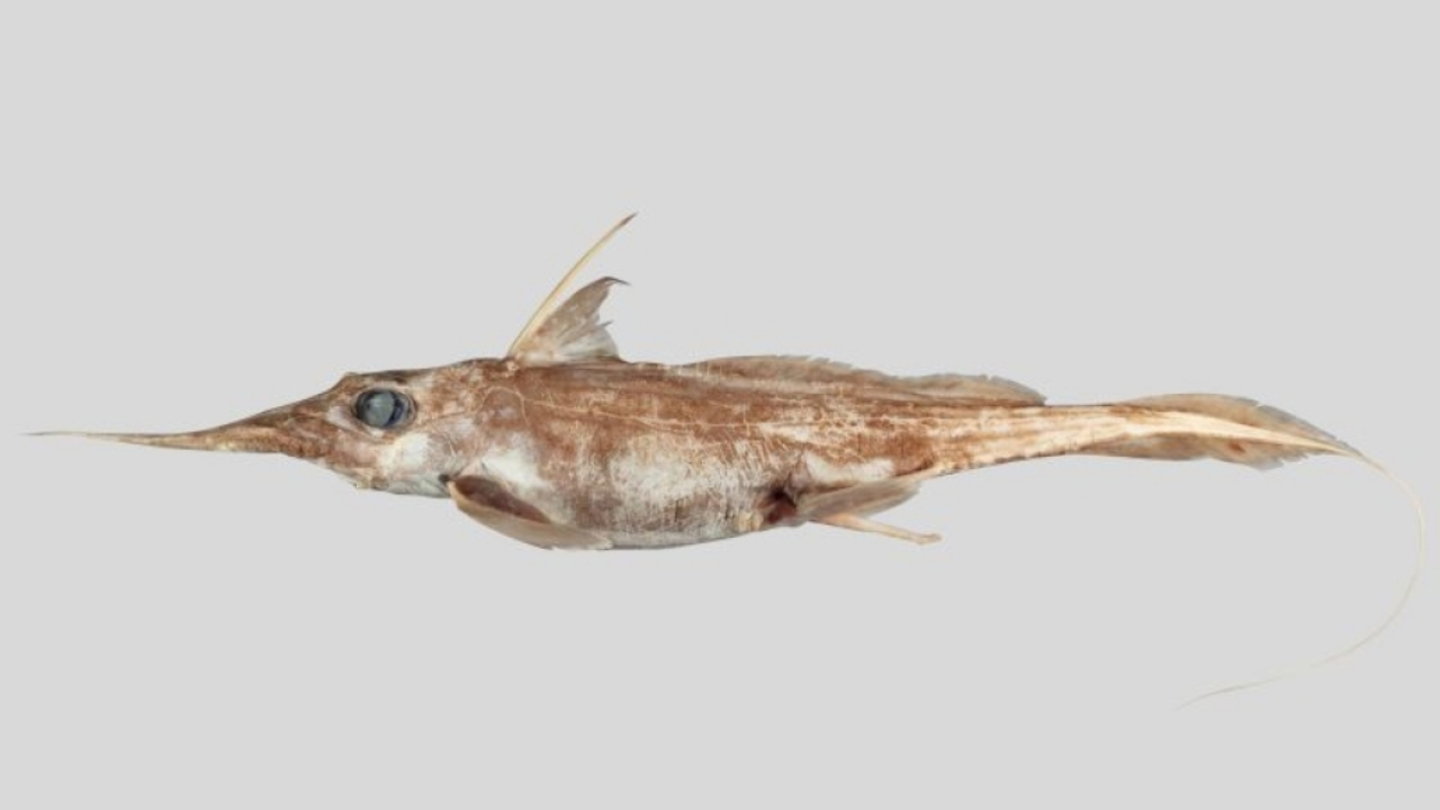 Imagen del tiburón fantasma conocido como Harriotta avia