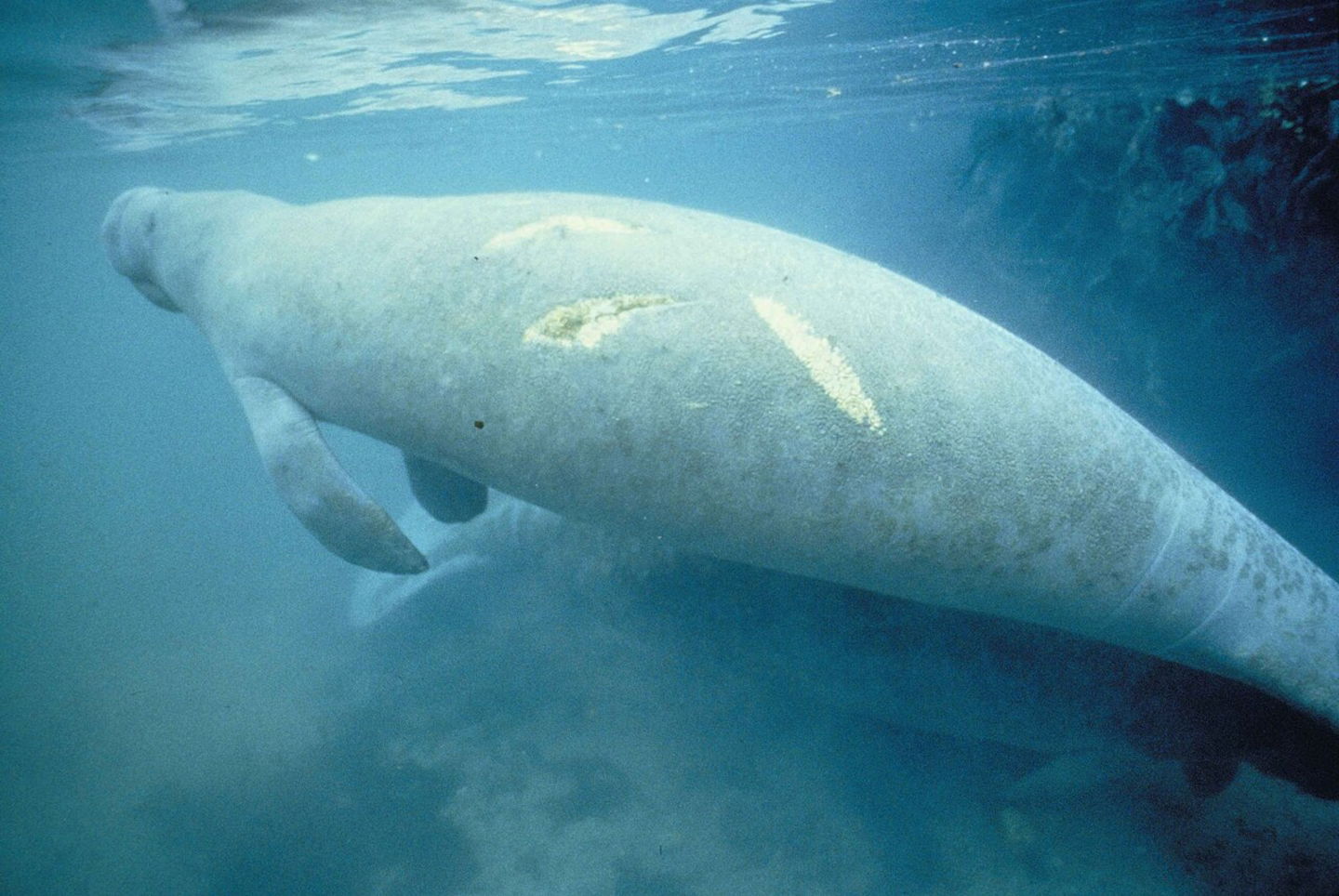 No son sirenas pero casi todos los sirenios que existen y dónde viven 2