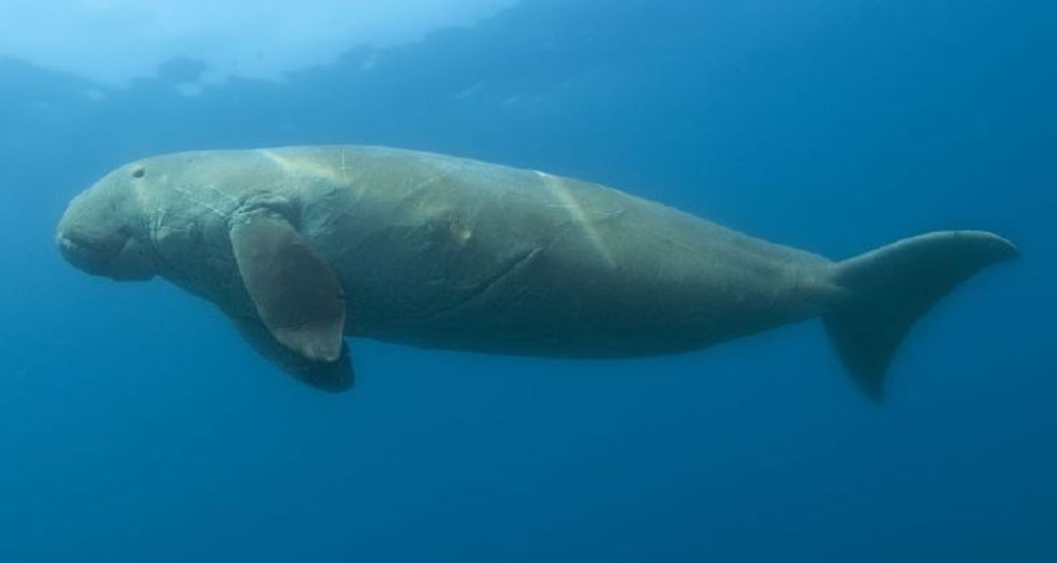 No son sirenas pero casi todos los sirenios que existen y dónde viven 3