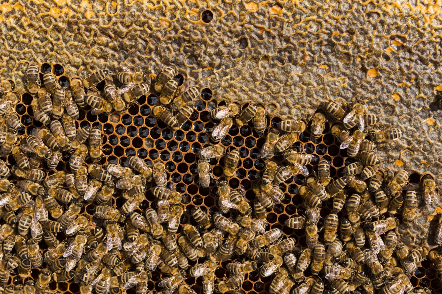 Qué es la tripofobia, cuál es su explicación científica y cómo puedes saber si la padeces 3