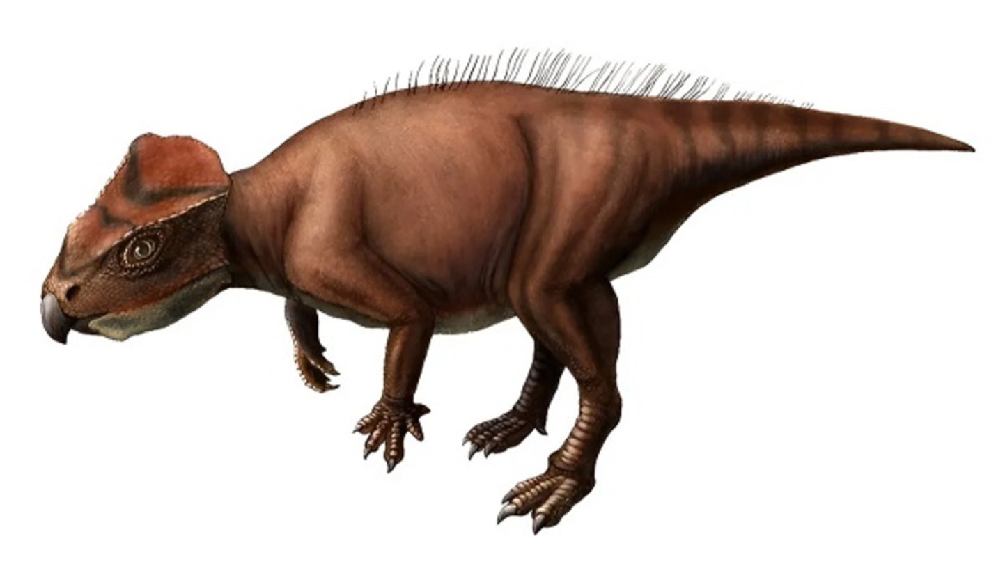Han hallado un nuevo tipo de dinosaurio: es pequeño, raro y vivió en Norteamérica