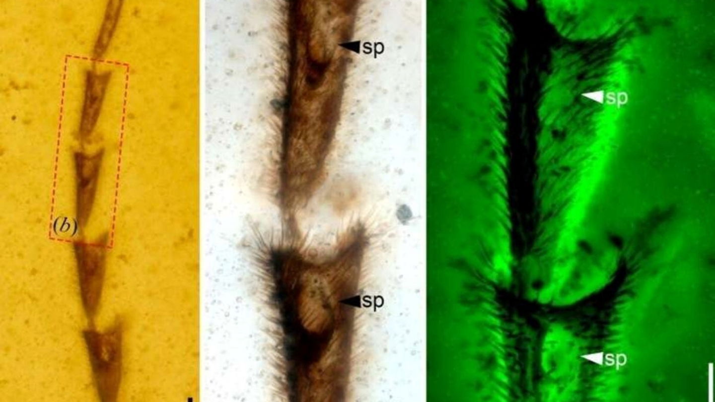 Detalle de las antenas de esta nueva especie de luciérnaga