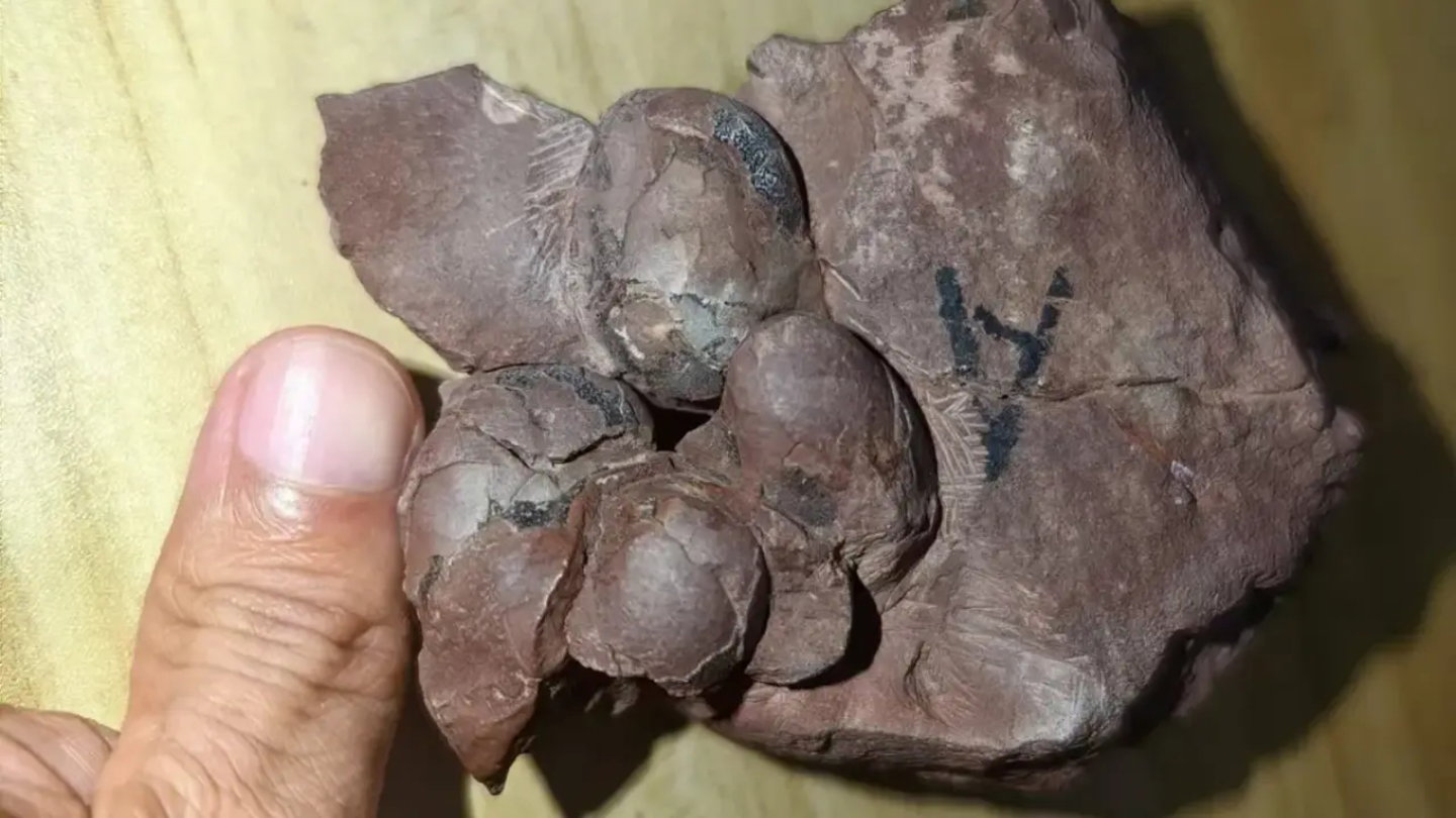 Detalle de los huevos fosilizados que fueron hallados en la formación Tangbian