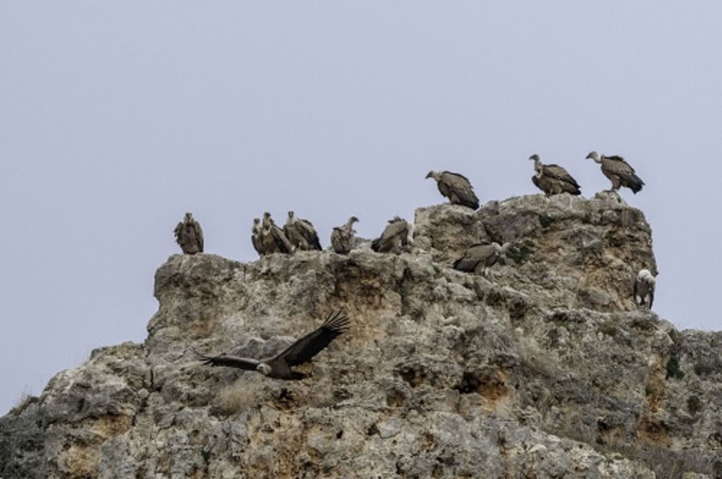 Es una de las aves más icónicas de España y su mayor colonia se encuentra en este paraíso natural anclado en Segovia