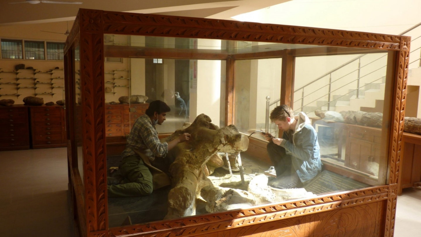 Imagen de la caja de madera y cristal que contiene el cráneo de elefante gigante hallado en la India en el año 2000