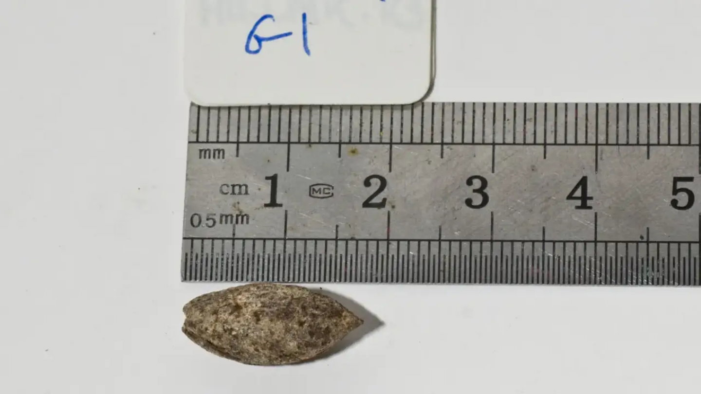 Imagen de la semilla plantada para dar origen a Sheba