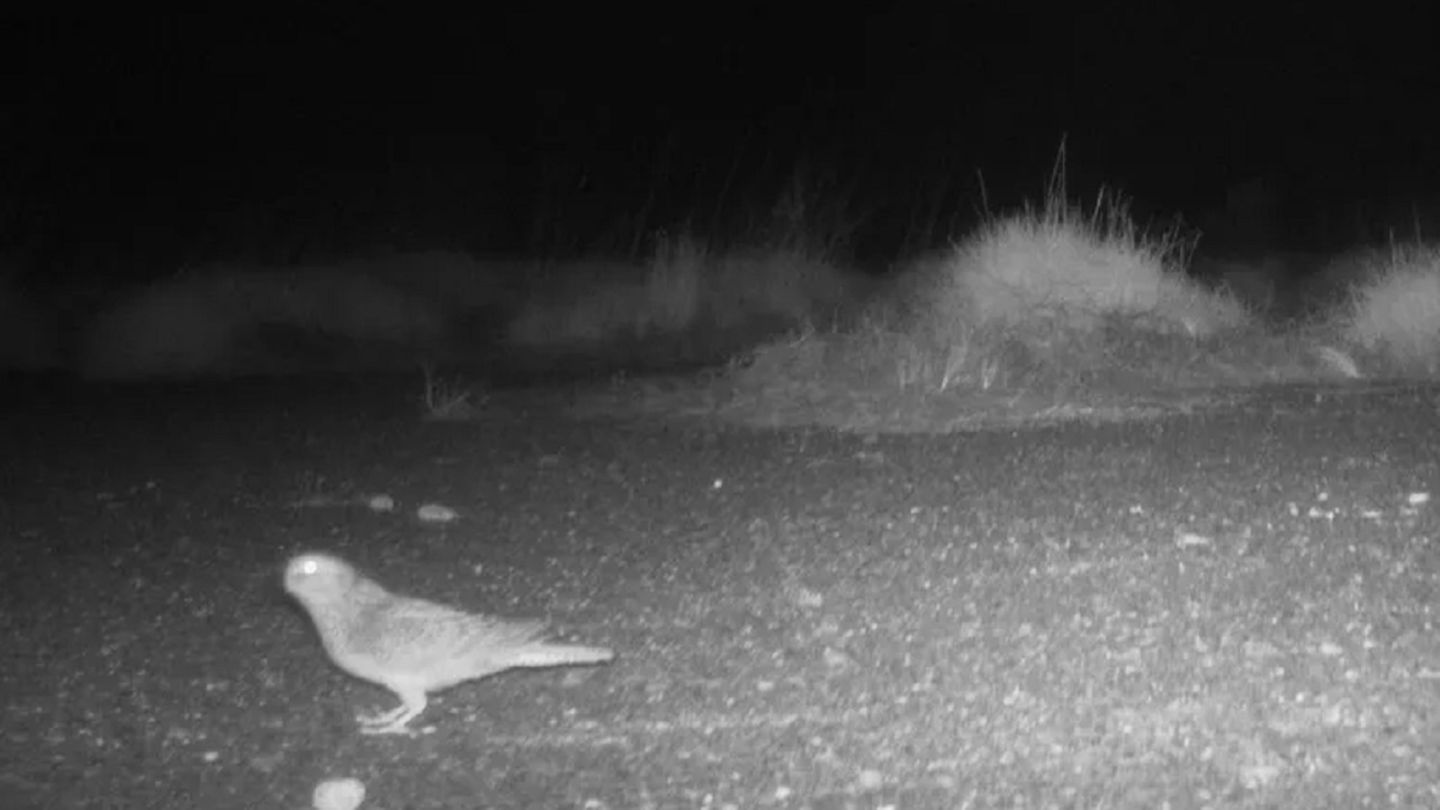 Acaban de ser descubiertos, son esquivos y solo salen de noche. Son los loros más raros del planeta