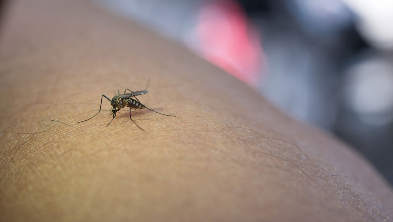 Por qué los mosquitos pican más a unas personas que a otras qué dice la ciencia al respecto 2
