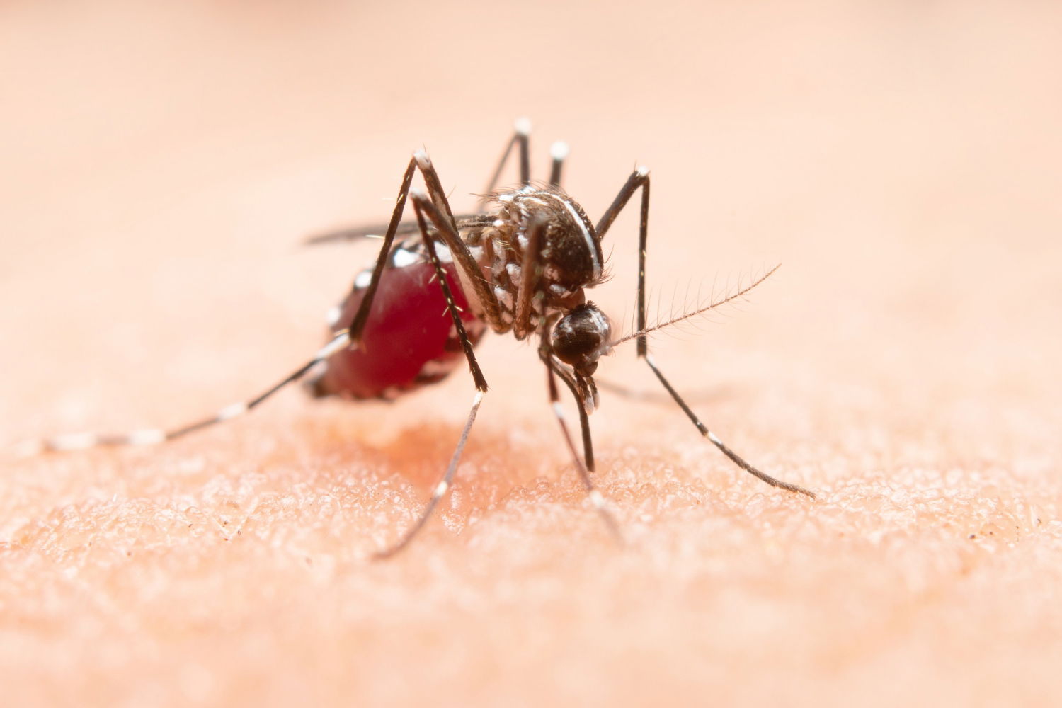 Por qué los mosquitos pican más a unas personas que a otras qué dice la ciencia al respecto 3