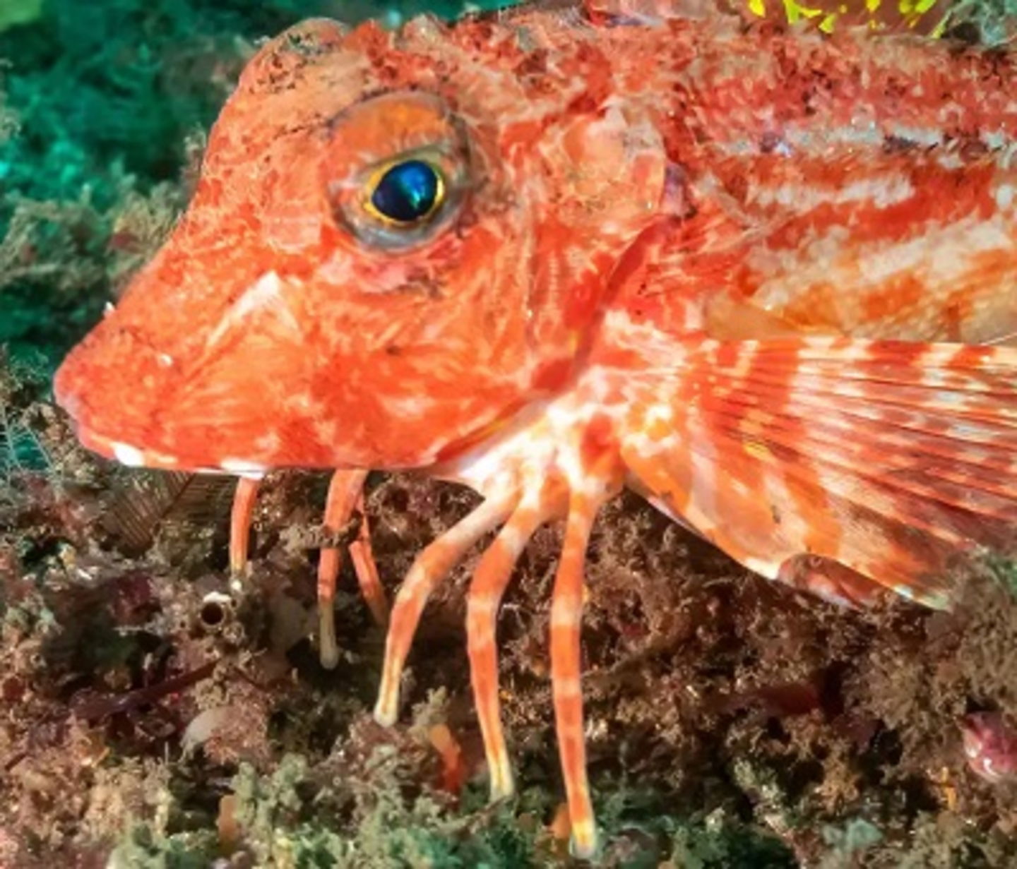 Patas de cangrejo y alas de pájaro, no hablamos de un monstruo, sino de uno de los peces más raros que viven en el mar