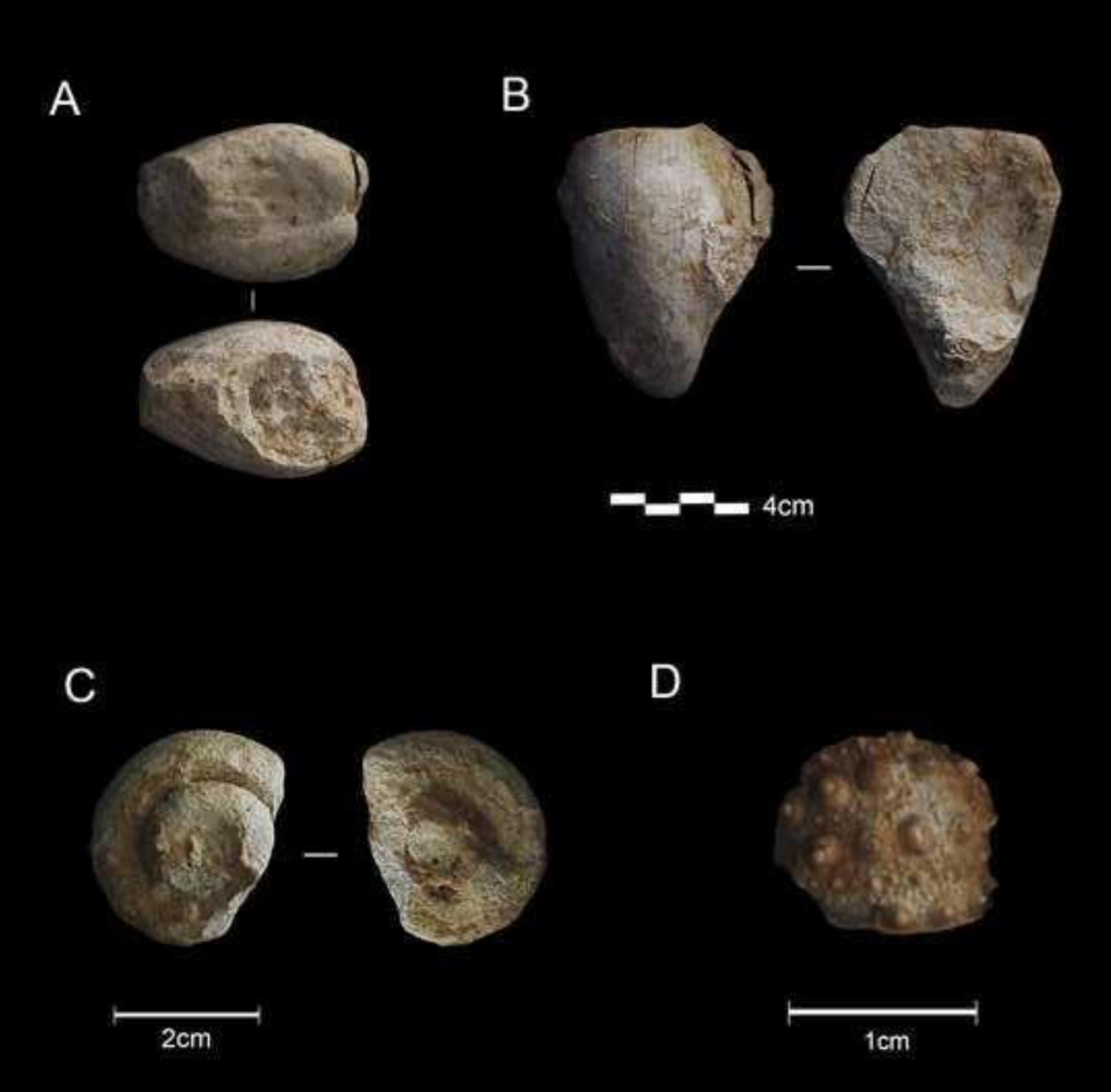 Estos son algunos de los fósiles acumulados como colección en una cueva de la provincia española de Burgos