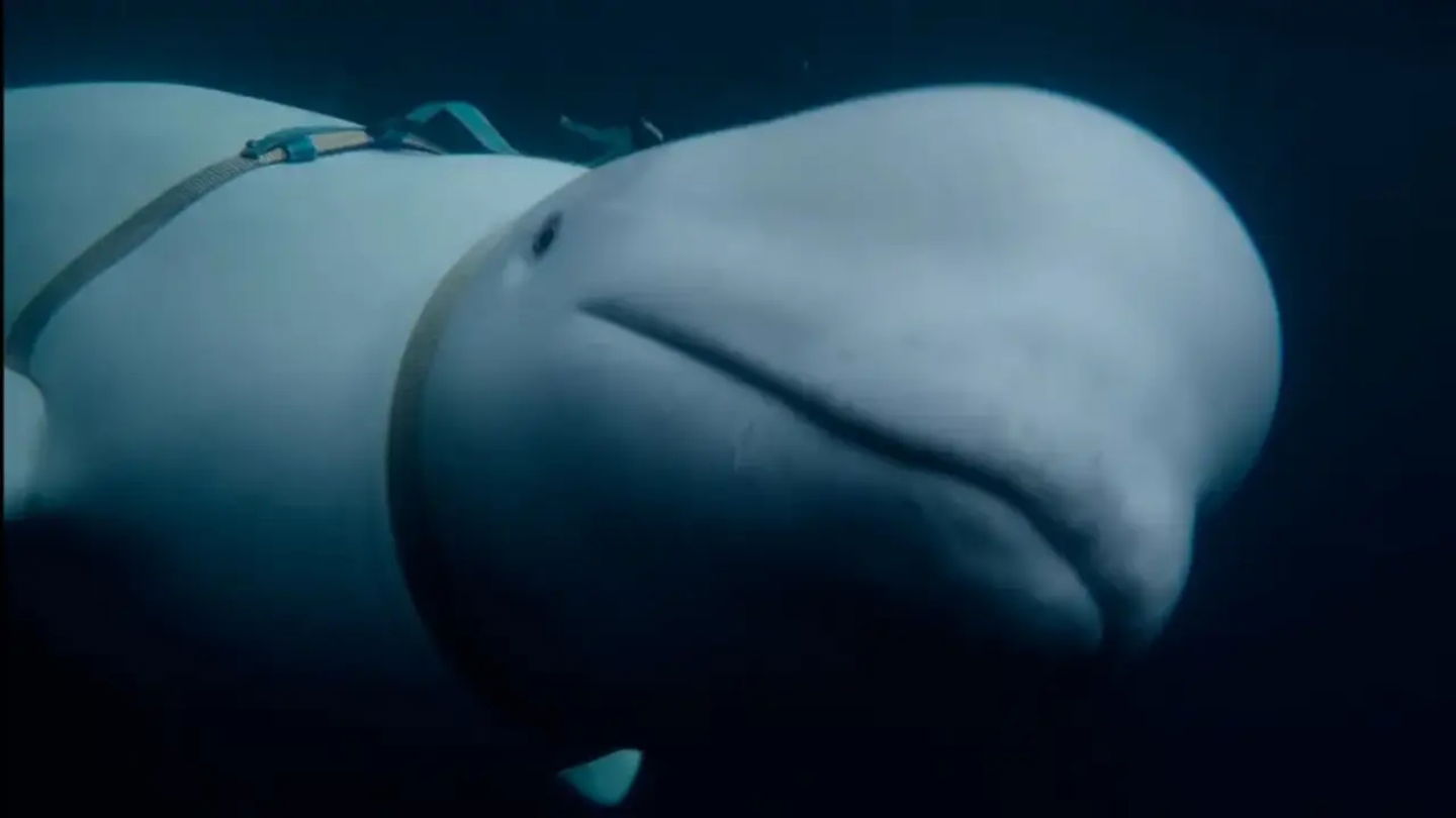Imagen de la beluga que portaba un arnés y un soporte de cámara