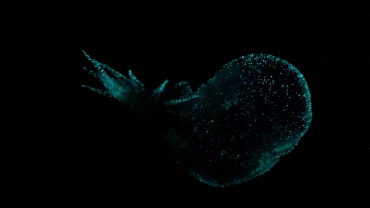 Imagen del Bathydevius caudactylus iluminándose en la oscuridad del mar