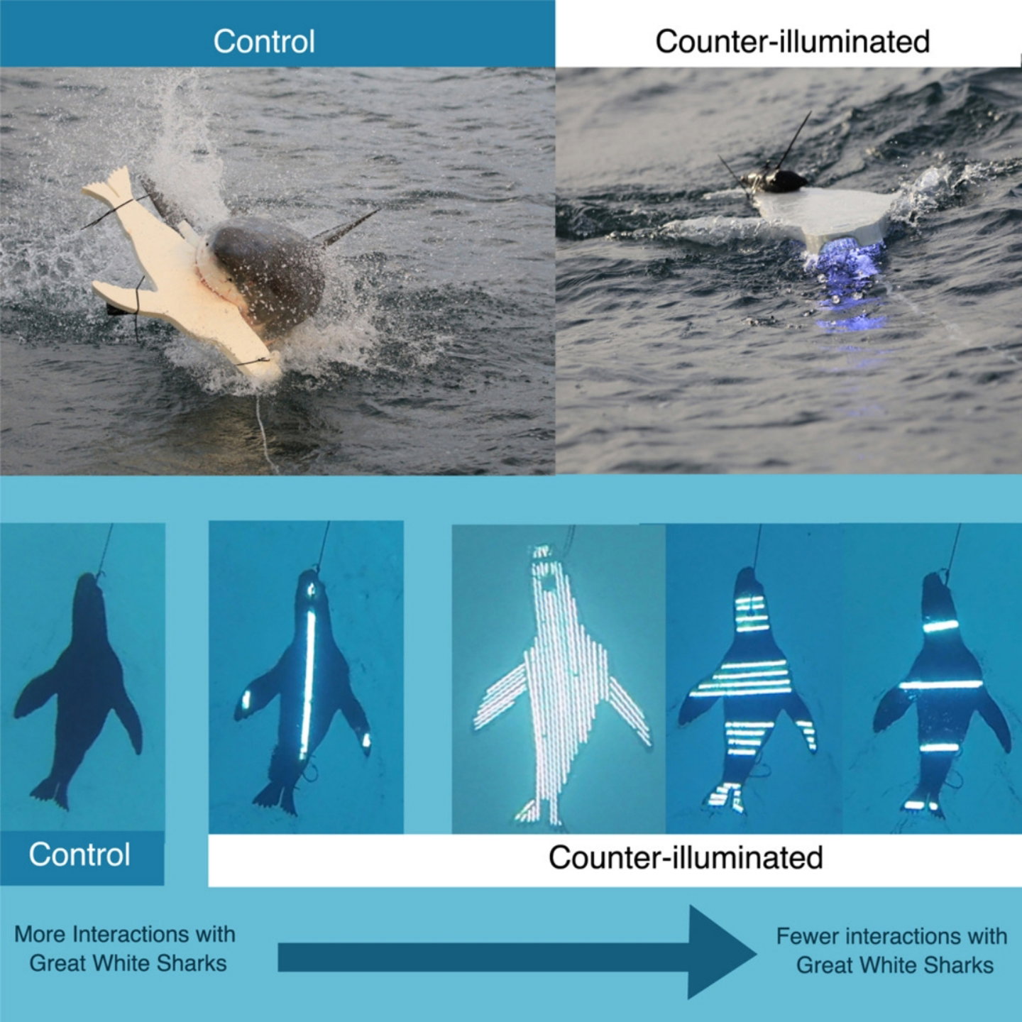 Imagen del experimento realizado para evitar ataques de tiburones en humanos