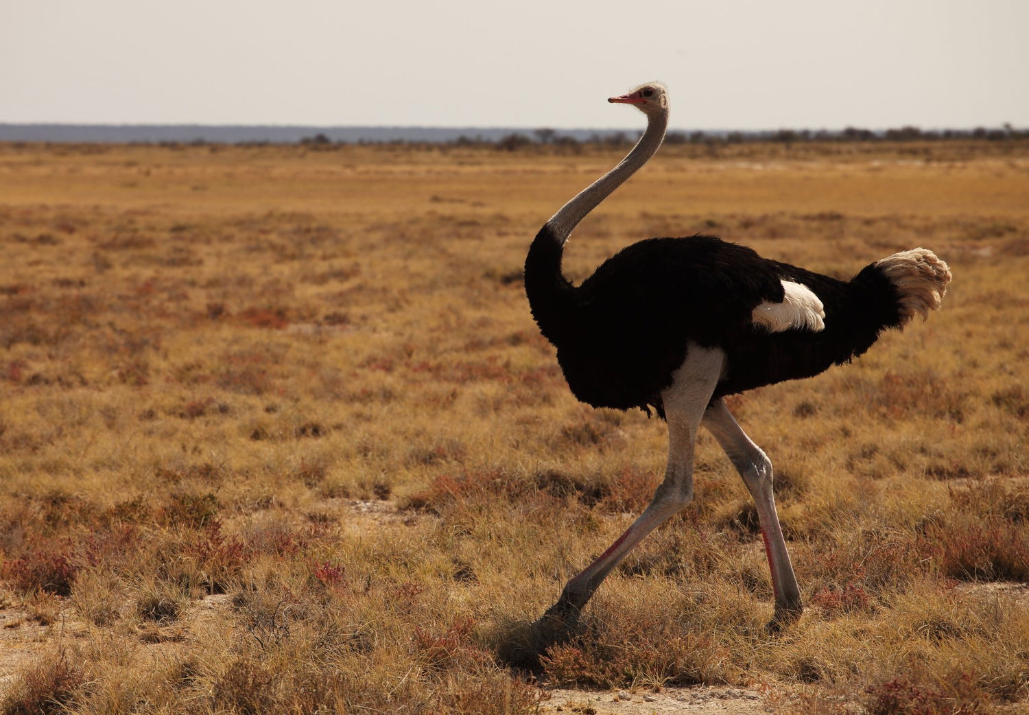 Los 10 animales terrestres más rápidos del mundo 3