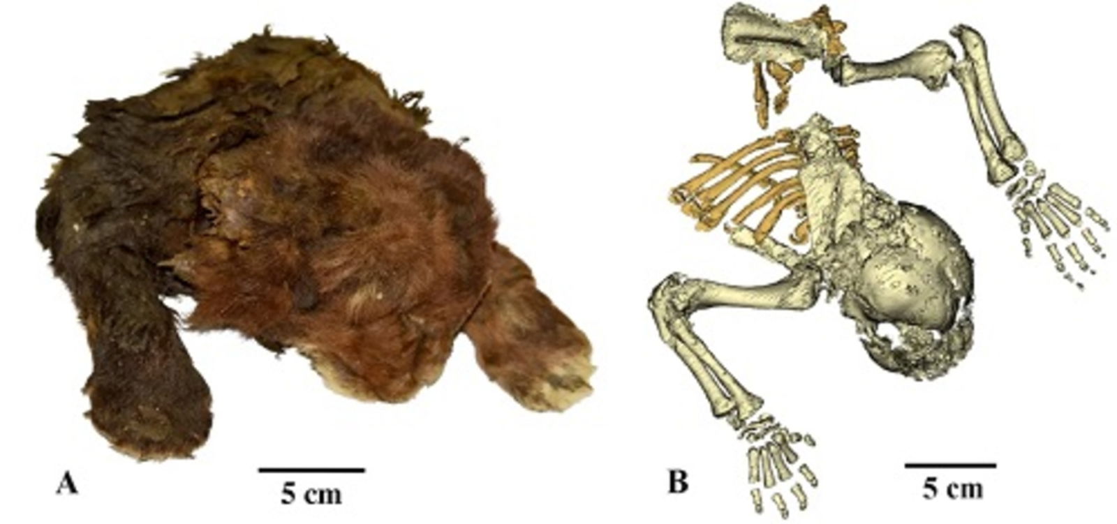 Ha sido hallado en la capa de permafrost que hay en Siberia, y aunque parece un peluche, es la cría de un gran depredador prehistórico