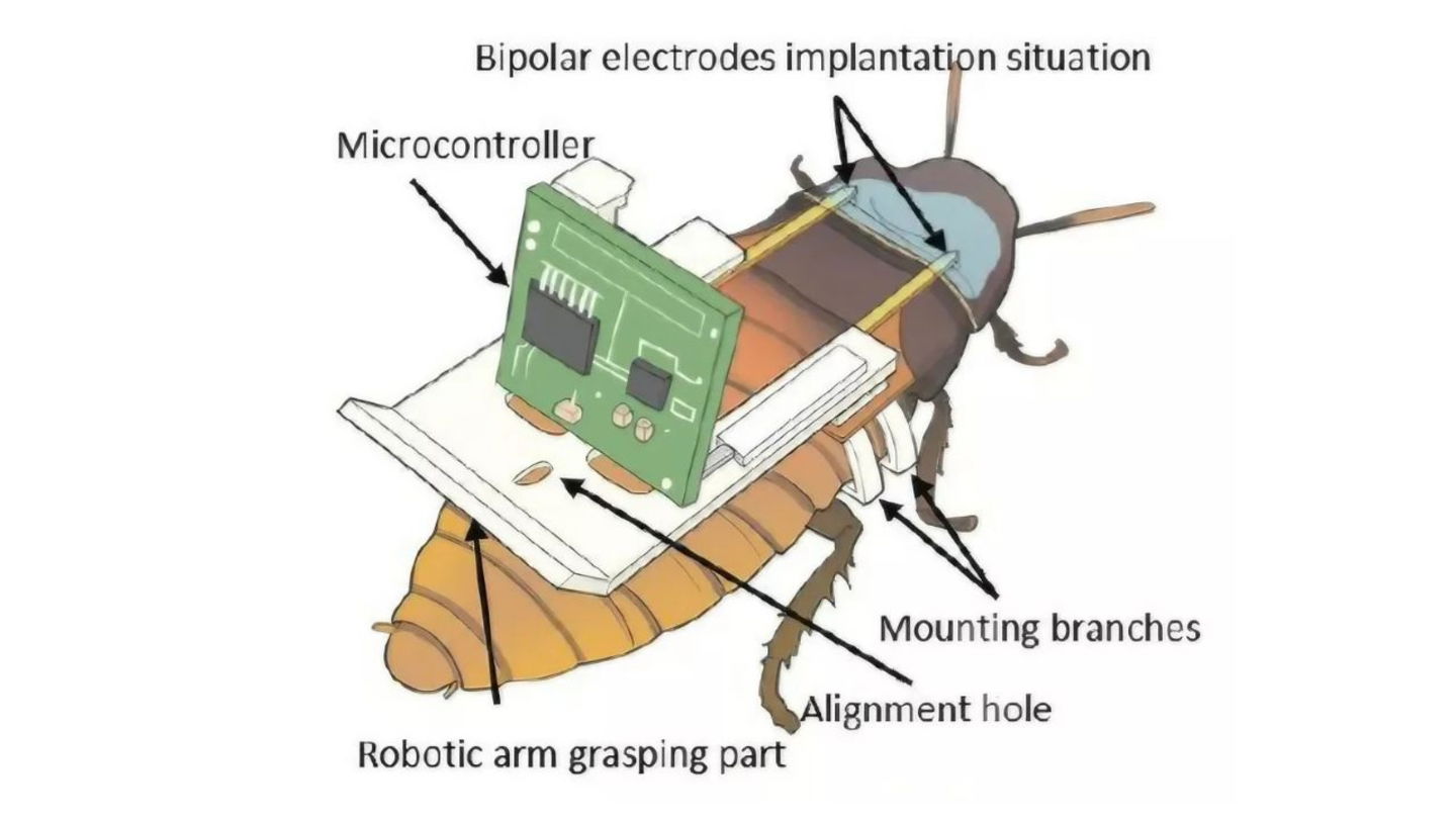 Cucaracha cyborg