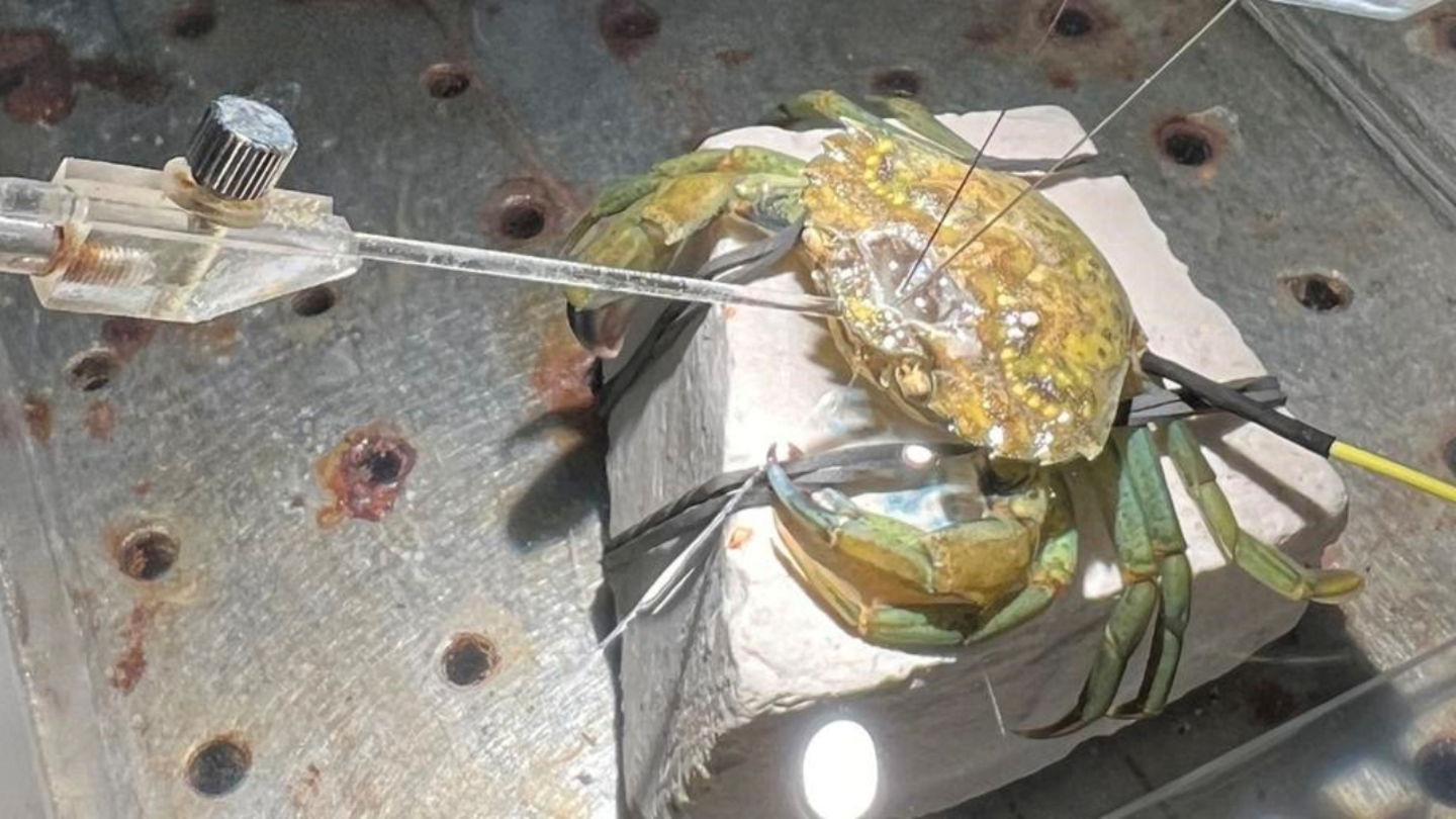 De esta curiosa manera se mide la actividad cerebral de los cangrejos sujetos al estudio de la Universidad de Gotemburgo