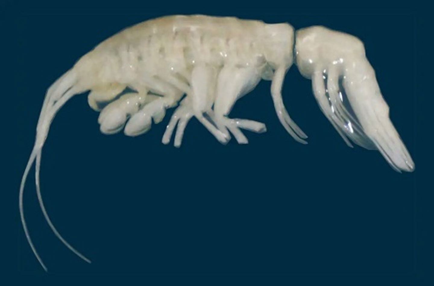 Mitad gamba y mitad alienígena, este extraño animal acaba de ser descubierto en Chile y es el primero de su tipo