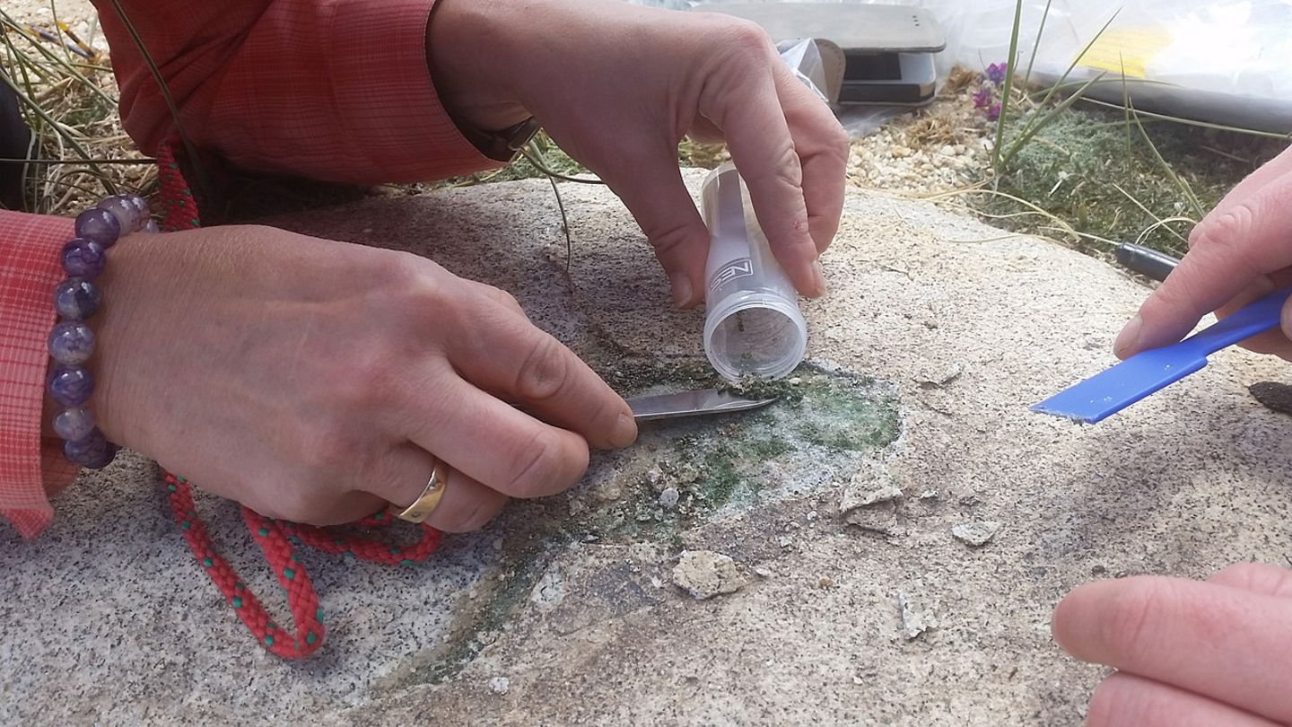 Endolitos siendo recogidos en una roca de la superficie de la Tierra