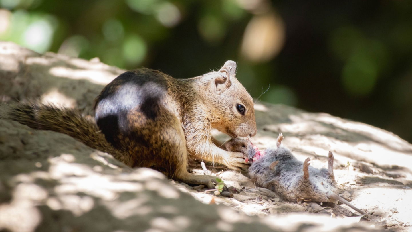 Imagen de una ardilla terrestre alimentándose de un topillo reciente cazado