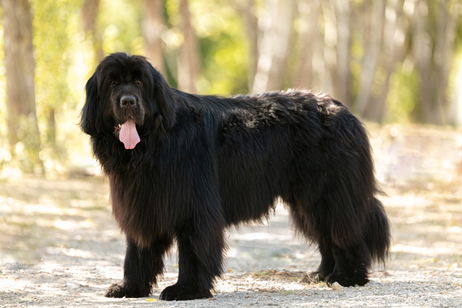 Las 5 razas de perro más grandes del mundo Las 5 razas de perro más grandes del mundo