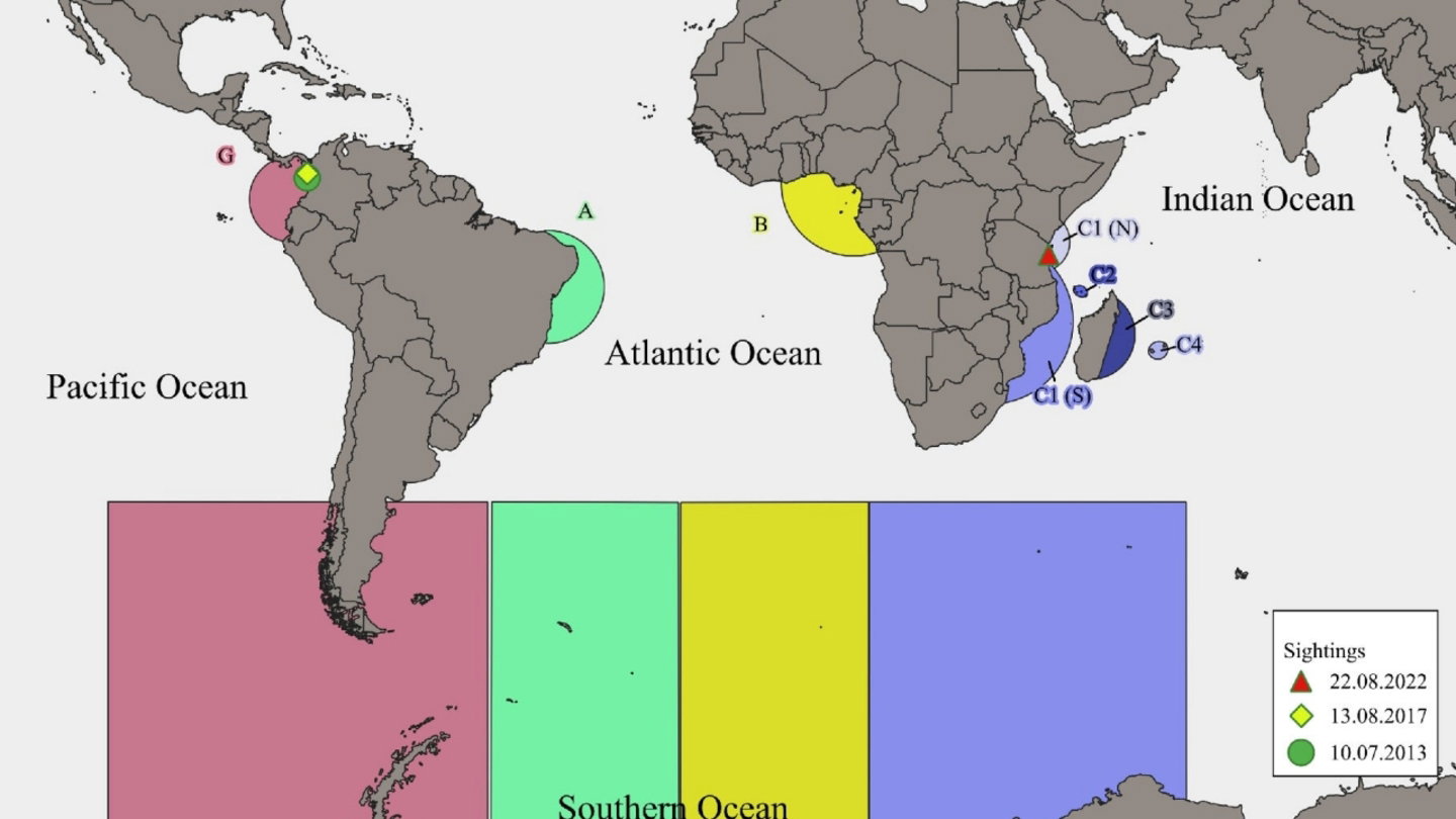 Mapa de los avistamientos del macho de ballena jorobada involucrado en la investigación