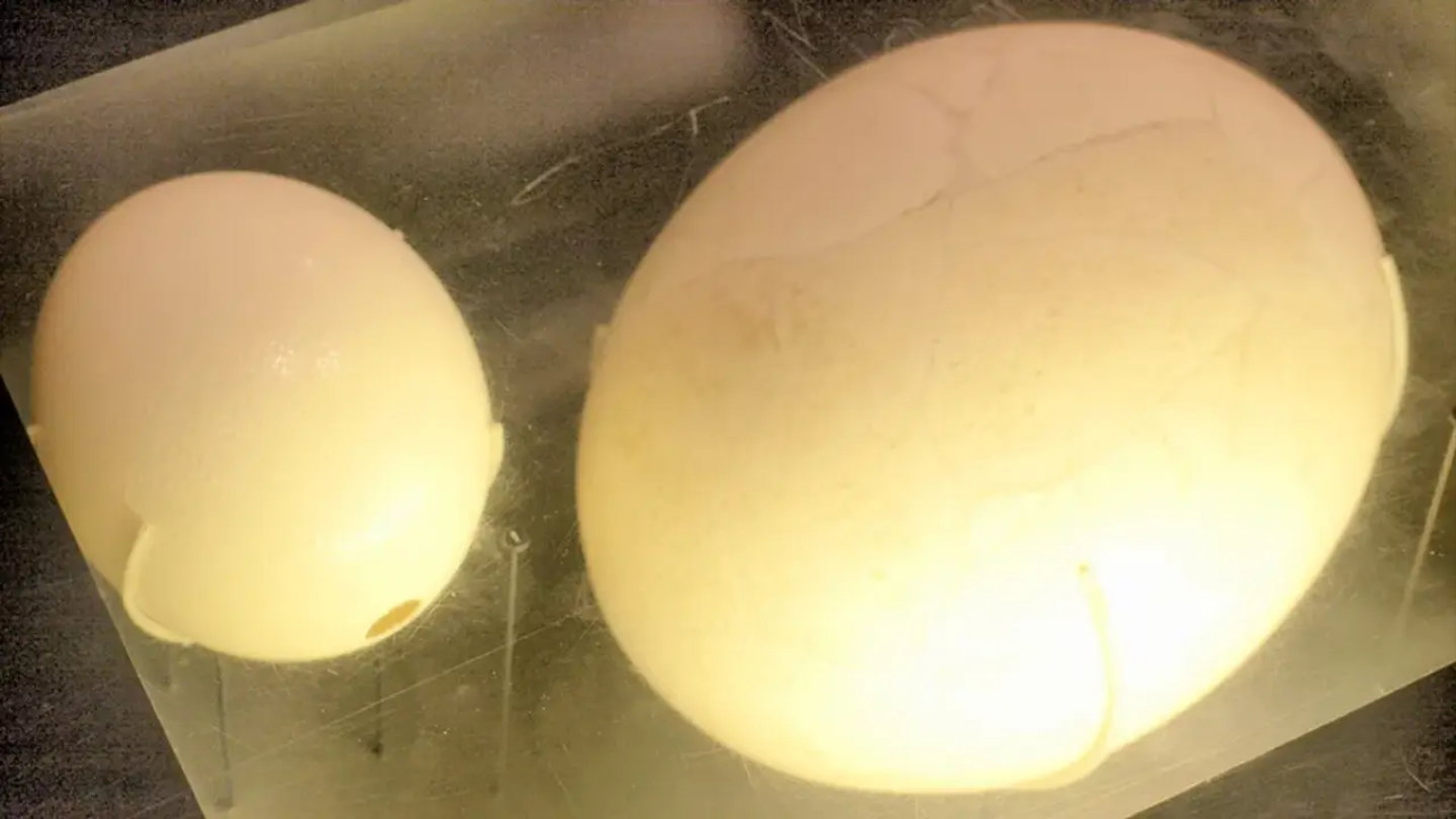 Un huevo de avestruz mostrado al lado de un huevo de ave elefante