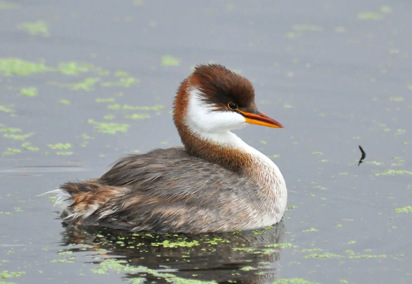 10 especies de pájaros en extincion