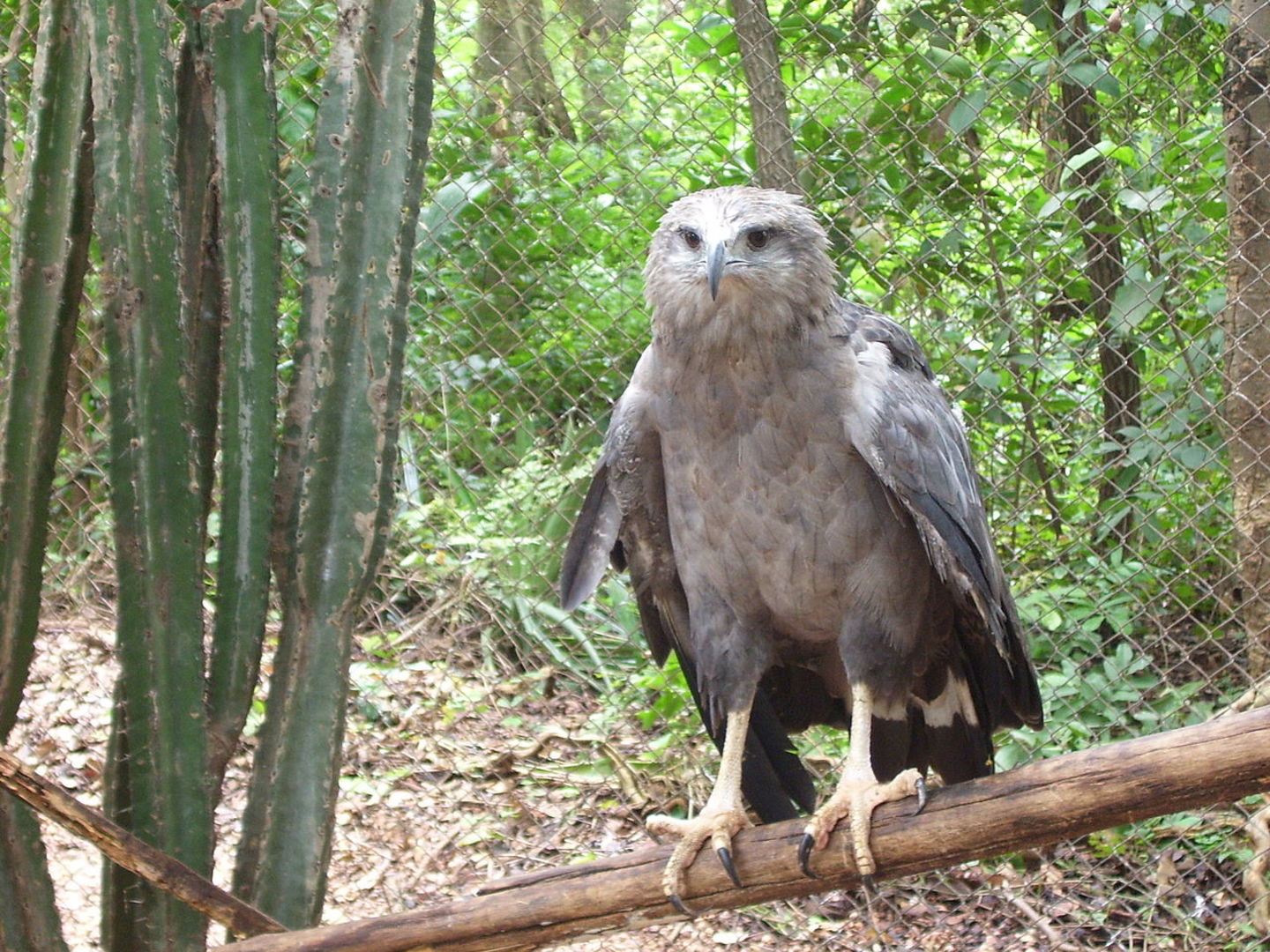 10 especies de pájaros que están en peligro de extinción hay menos de 1000 ejemplares