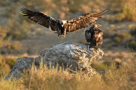 10 especies de pájaros que están en peligro de extinción: hay menos de 1000 ejemplares