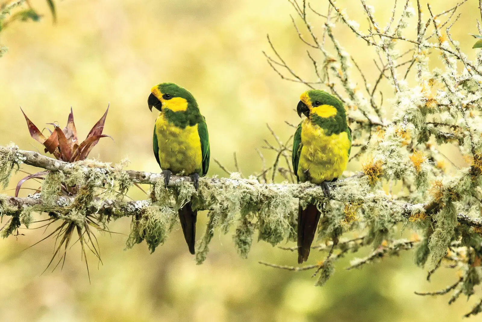 10 especies de pájaros en extinción