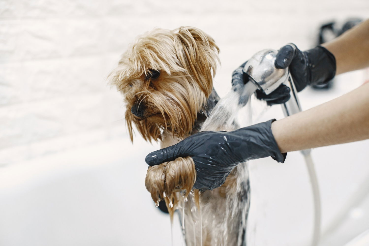 El olor a perro mojado tiene explicación científica por qué ocurre y cómo reducir su intensidad 1