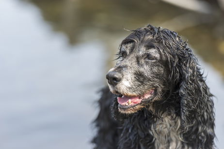 El olor a perro mojado tiene explicación científica: por qué ocurre y cómo reducir su intensidad