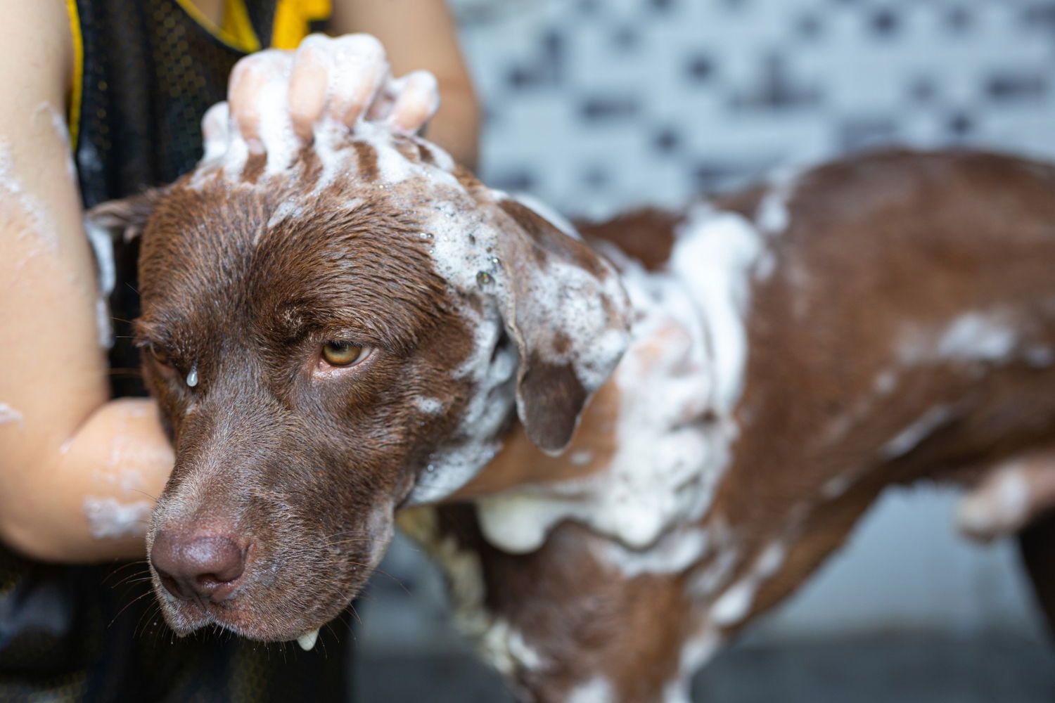 El olor a perro mojado tiene explicación científica por qué ocurre y cómo reducir su intensidad