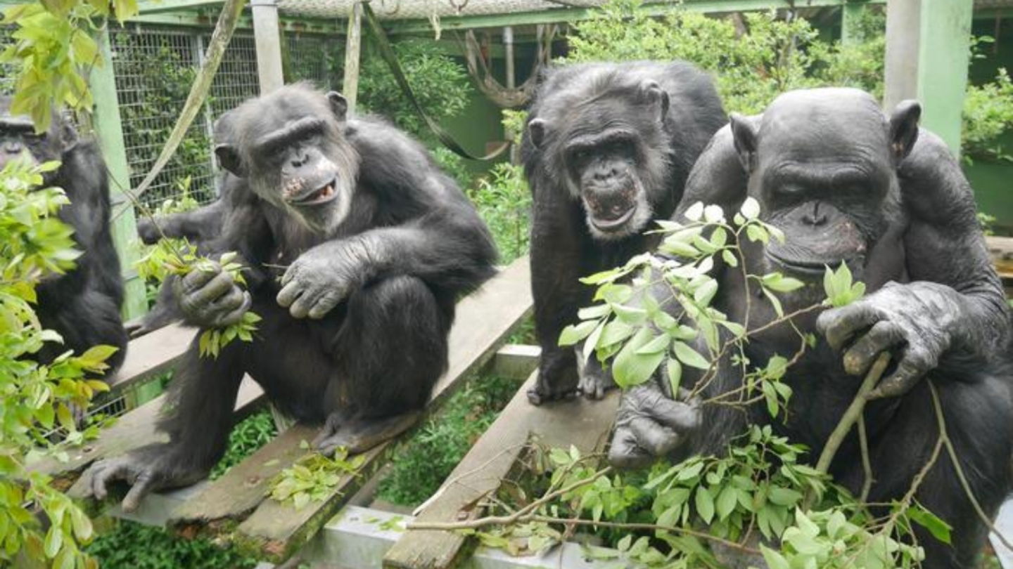 Imagen de algunos miembros del grupo de chimpancés del santuario Kumamoto