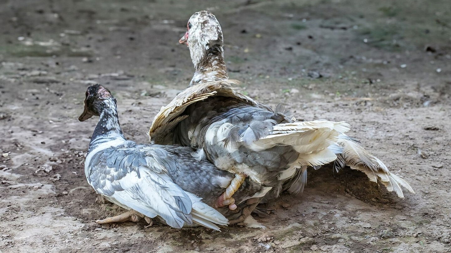 Imagen del pene de un pato apareándose