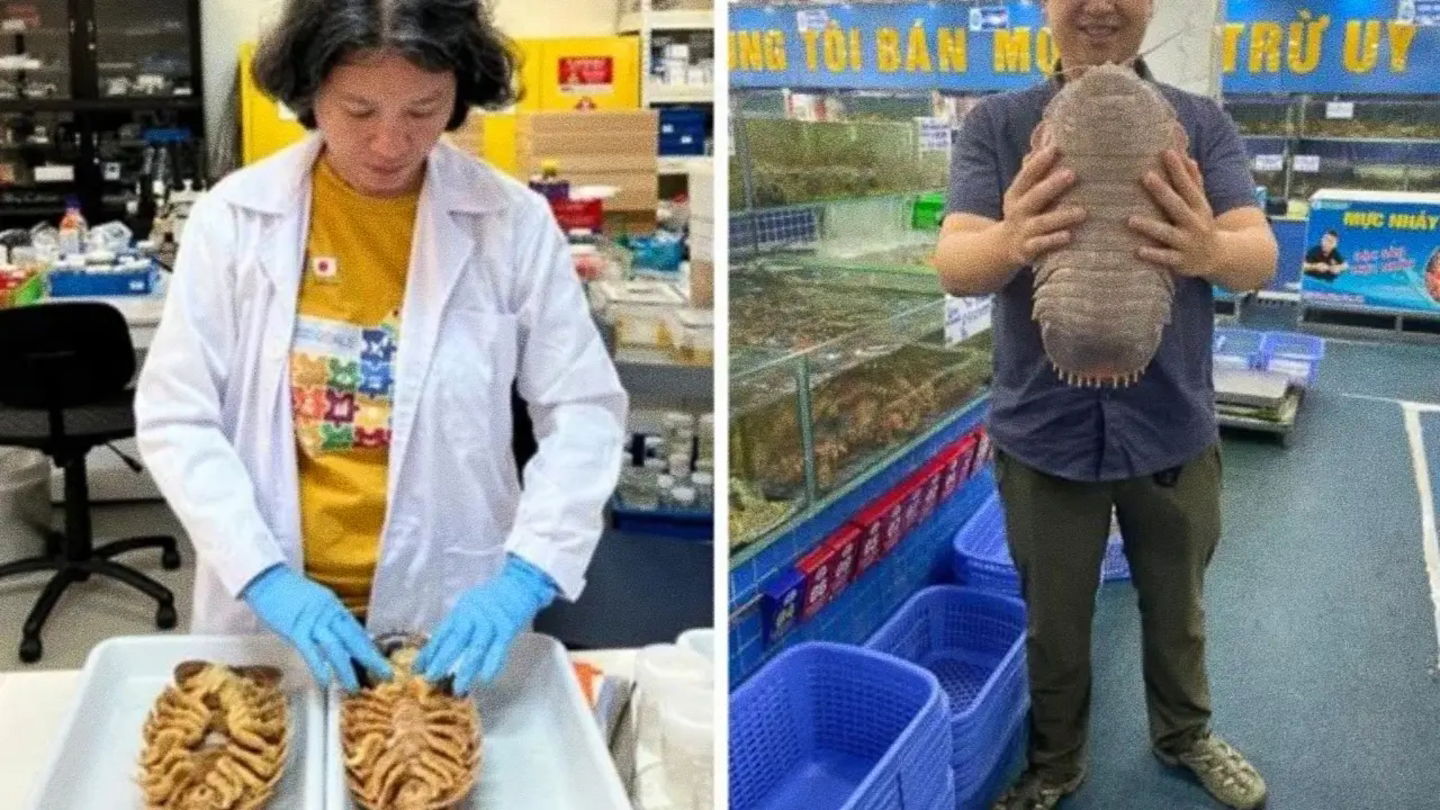 Imágenes de algunos ejemplares de Bathynomus vaderi hallados en un mercado de mariscos en Vietnam