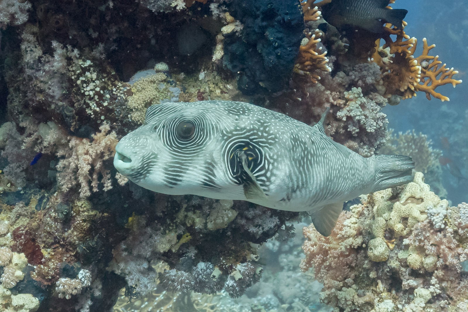 Los 10 animales marinos más peligrosos para los humanos