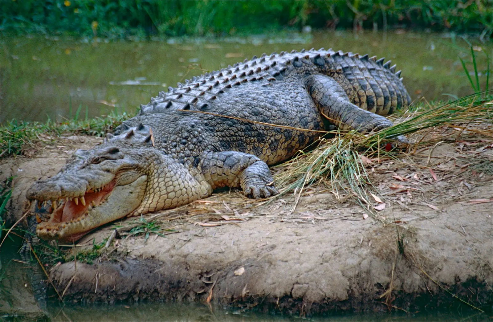 Los 10 animales marinos más peligrosos para los humanos