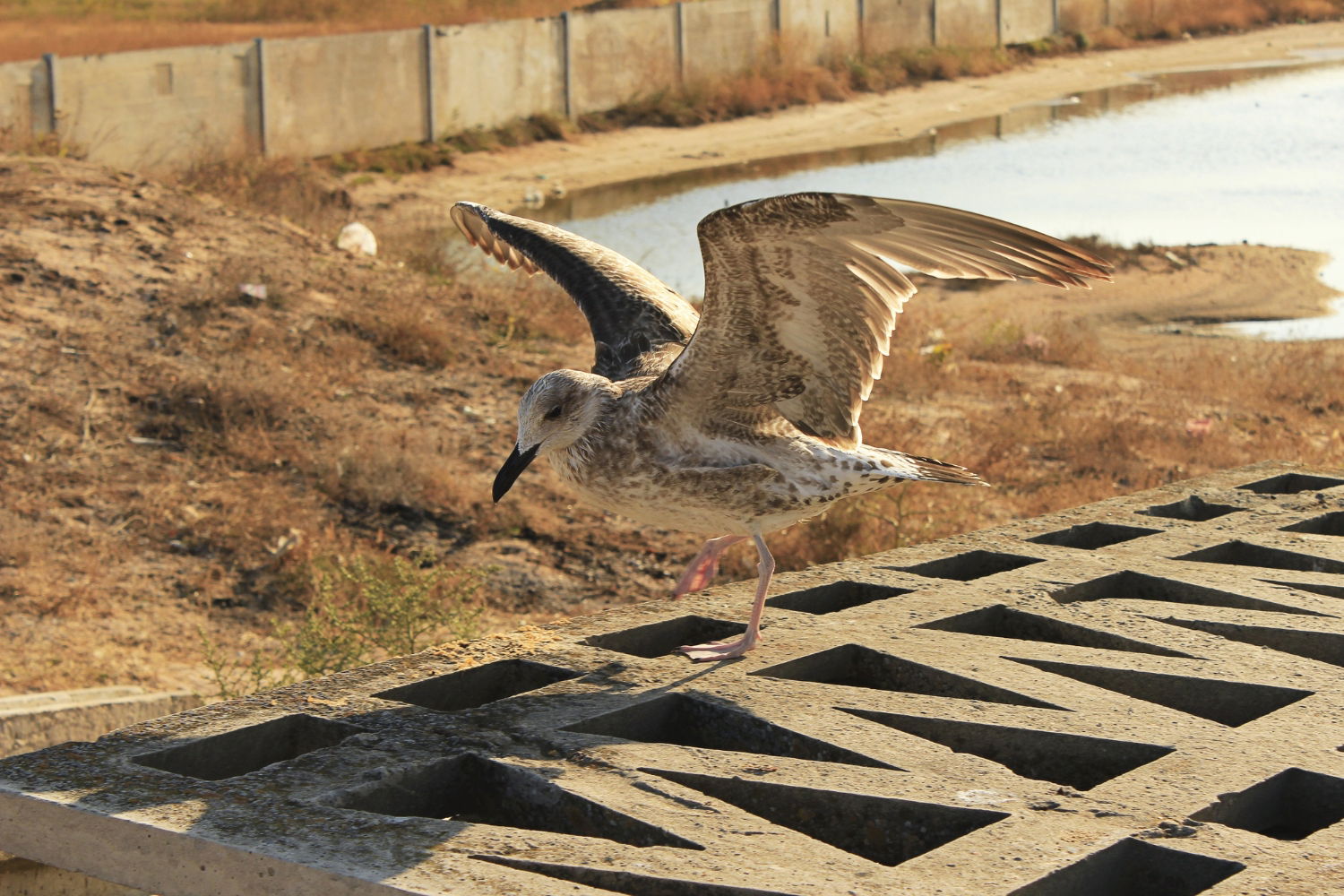 Qué pasa cuando un avión choca contra un pájaro y cómo de frecuentes son estos incidentes (2)