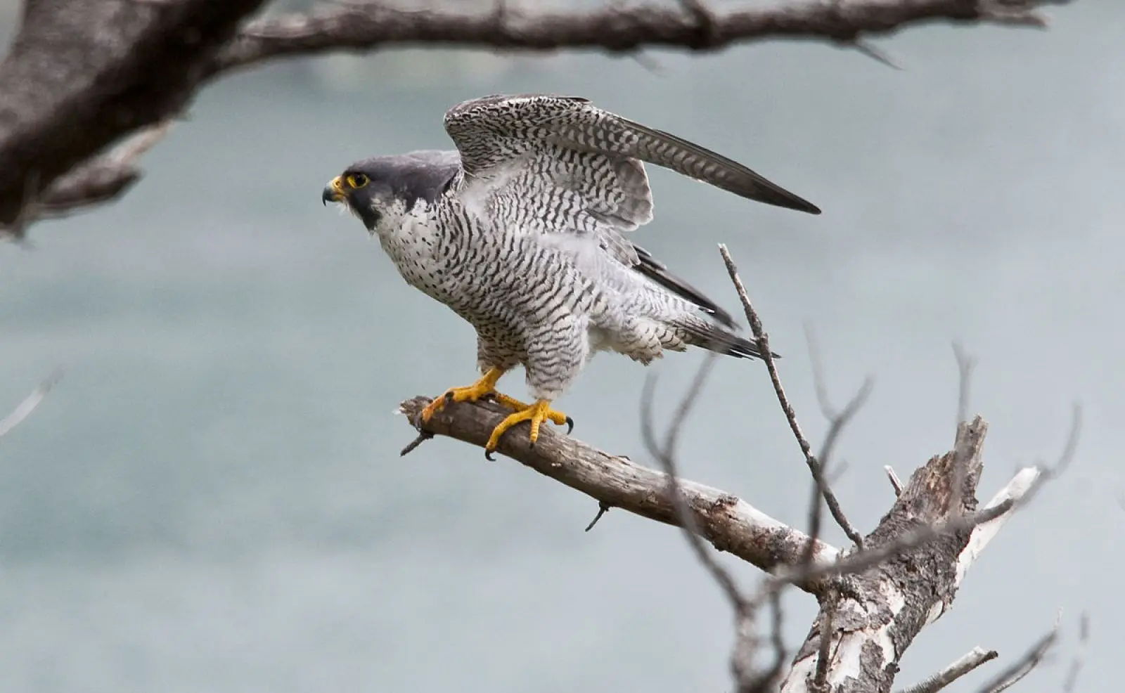 Qué pasa cuando un avión choca contra un pájaro y cómo de frecuentes son estos incidentes 3